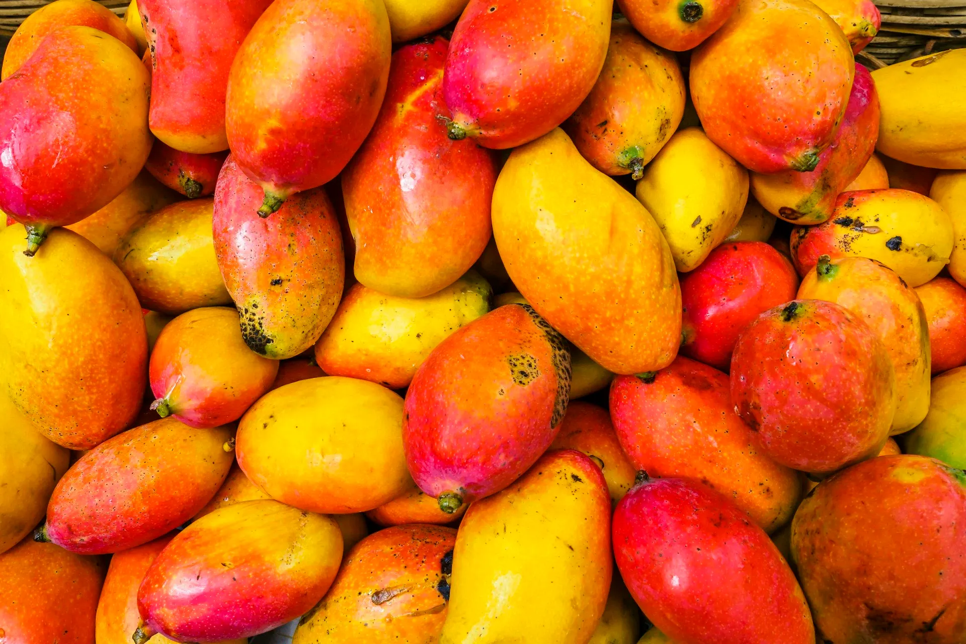 Ripe mangoes in export packaging cartons Kenya